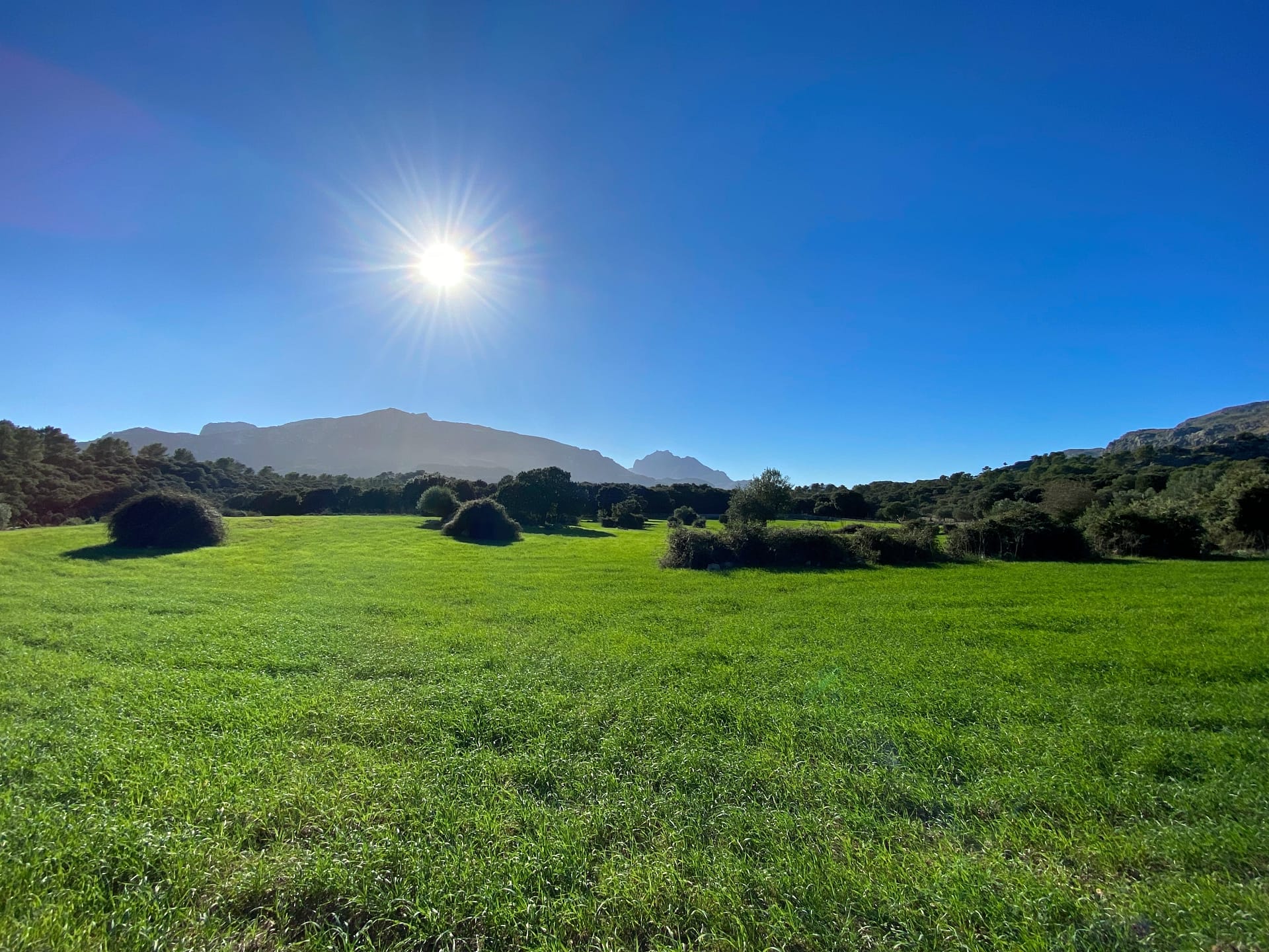 Mallorquinische Natur in der Umgebung des Son Vent